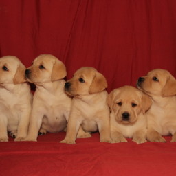Cuccioli Labrador Emilia-Romagna