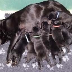 Cuccioli Labrador Toscana