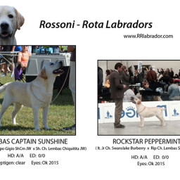 Cuccioli Labrador Lombardia