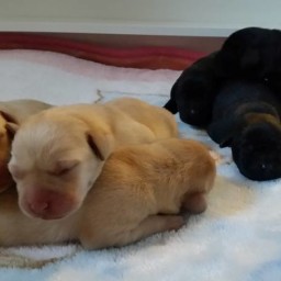 Cuccioli Labrador Lombardia